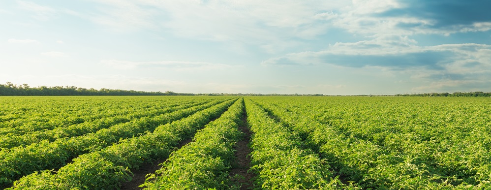 EnviroVeg is an industry-led environmental best-practice management program for vegetable production businesses.