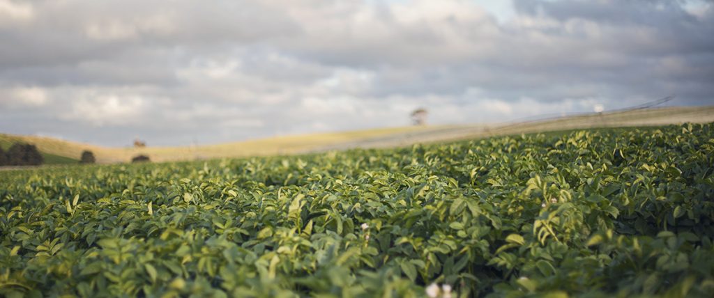 The ACCC has instituted proceedings against Mitolo, alleging several unfair contract terms in contracts with potato farmers and that Mitolo has breached the Horticulture Code.