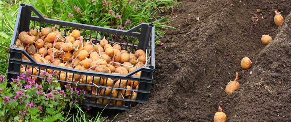 Leading Tasmanian seed potato business Agronico has signed up to support the industry by becoming a Strategic Partner with AUSVEG.