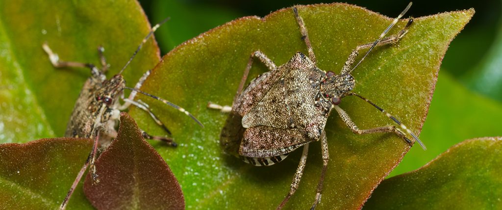 Brown marmorated stink bug (Halyomorpha halys) has been detected in imported cargo at two sites in Western Sydney and at a premise in Perth.