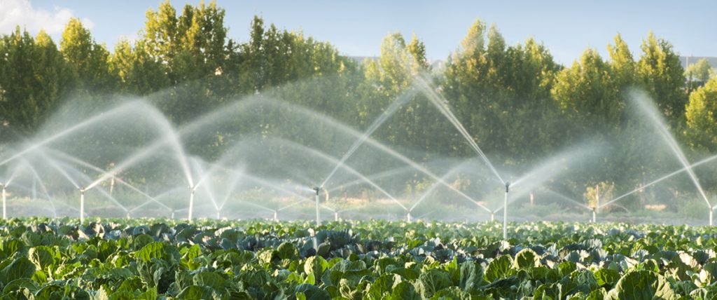 Managing irrigation requirements over the Victorian summer using soil moisture tech