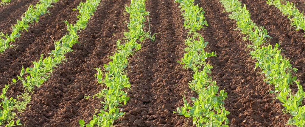 The factsheet investigates the productivity impacts of subsoil manuring, the process of placing organic amendments in upper layers of soil to improve soil structure.