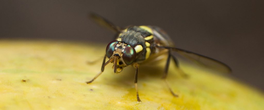 New project: Parasitoids for the management of fruit flies in Australia
