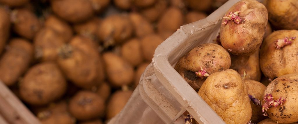 Industry levies are funding a literature review and industry consultation about seed potato practices, as well as a pest and disease diagnostics app.