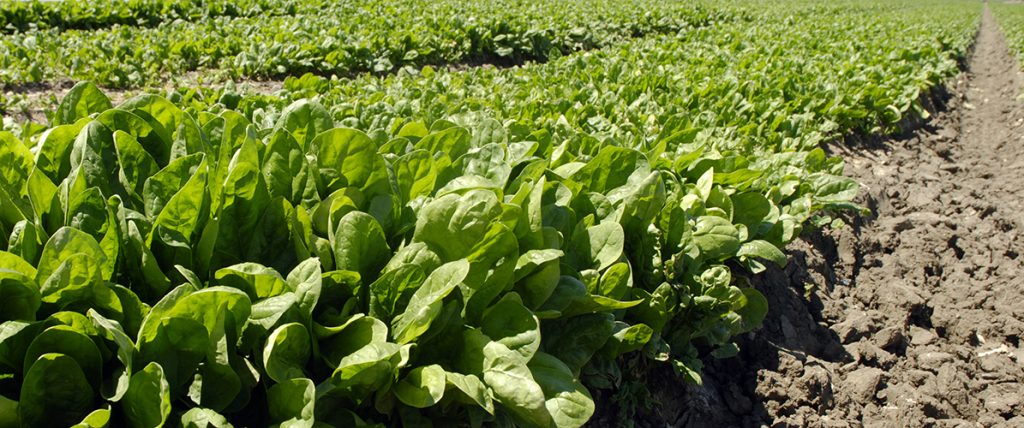 A levy-funded study tour has supported spinach growers in accessing international research and visiting overseas industry sites to give them a new perspective on production.
