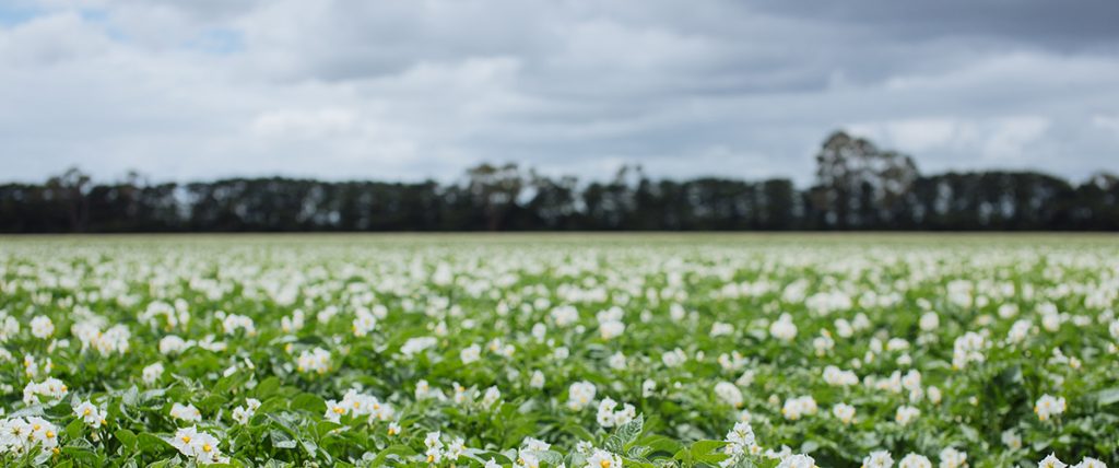 A workshop held in early May helped South Australian vegetable and potato growers understand the importance of remaining aware of plant pest and disease incursion risks.