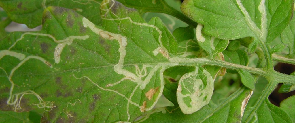 Save the date: Exotic leafminers webinar