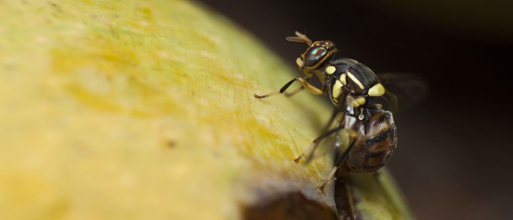 Industry stakeholders, researchers, advisers and government agencies have joined forces to more effectively manage fruit fly in Australia. Learn more on the PHA website.