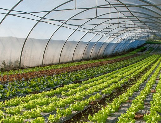 Event: R&D Protected Cropping Forum, NT