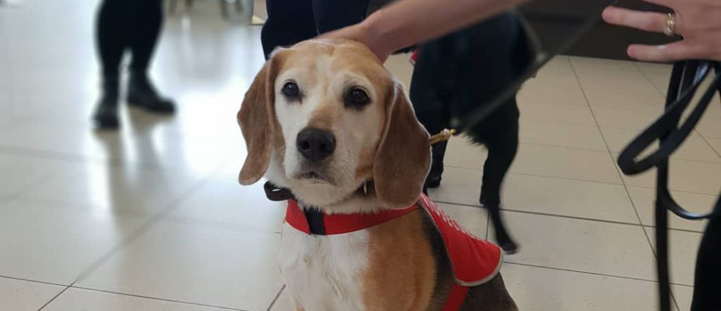 After a successful career, including detecting 2.3 tonnes of biosecurity risk material, Andy the biosecurity beagle is hanging up his vest.