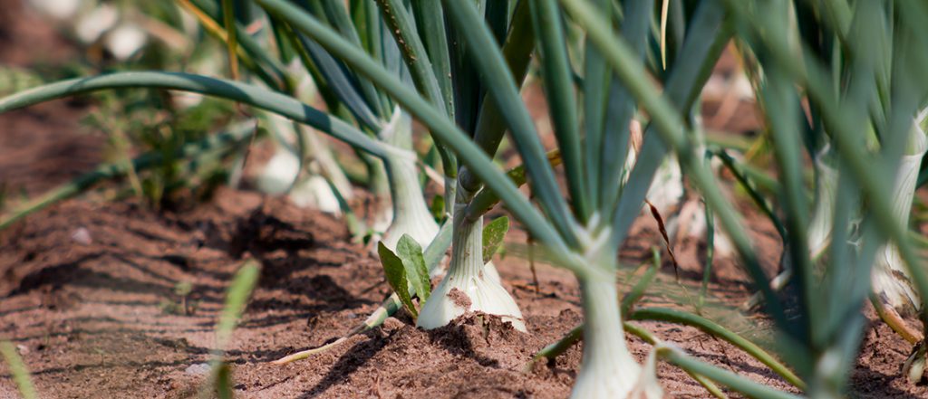 The manual has been developed around six farm biosecurity essentials that have been tailored to address situations that onion growers can relate to.