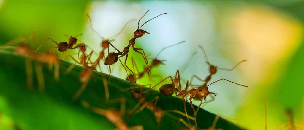 The red imported fire ant has been detected on farmland in Anthony in the Scenic Rim, prompting renewed calls for stronger biosecurity awareness.
