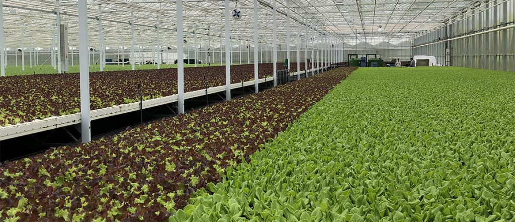 Overseas study tours give Australian vegetable growers a broader understanding of their industry and how their overseas counterparts manage the challenges of production and supply.