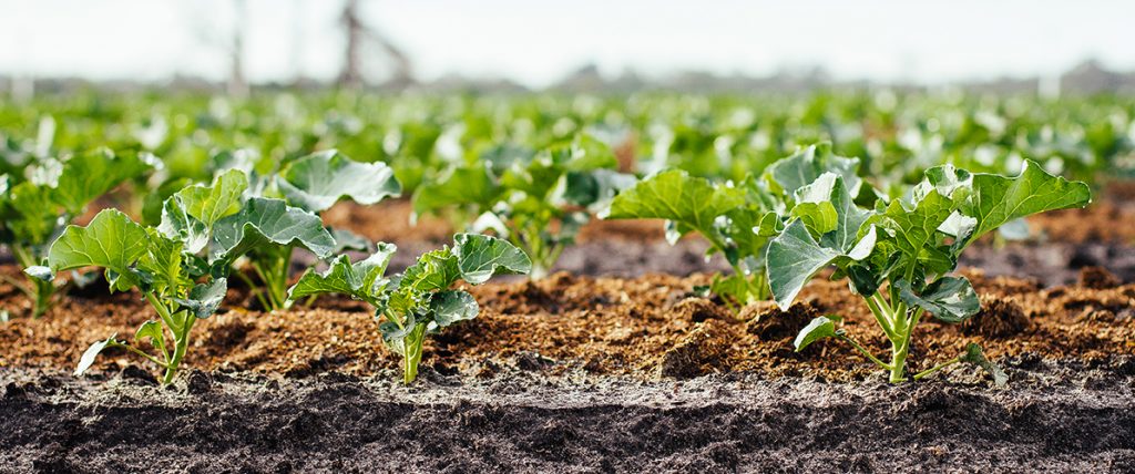 This meeting directly preceding Hort Connections will give vegetable and potato levy payers more details about Hort Innovation's investment programs. Click through for more!