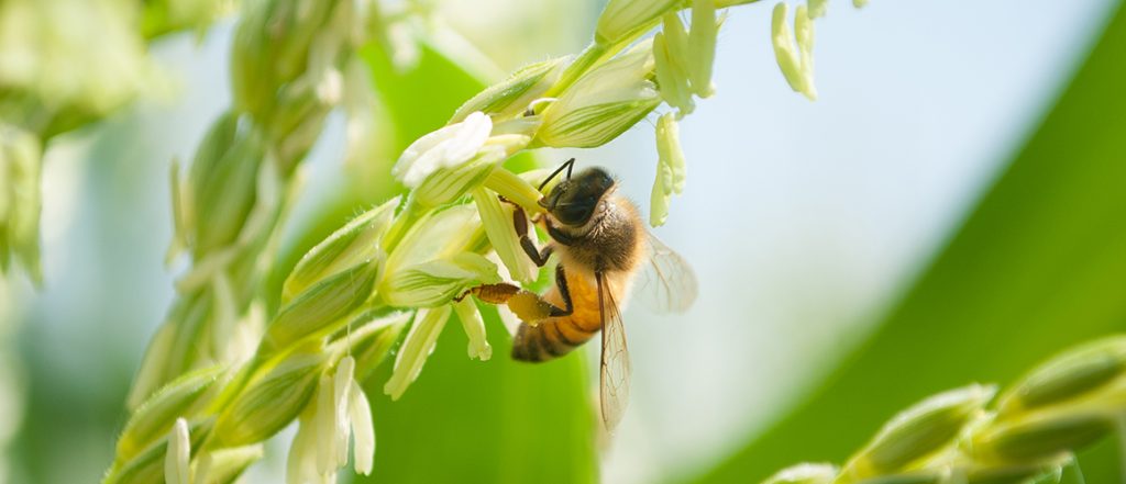 Bee biosecurity awareness for beekeepers and growers