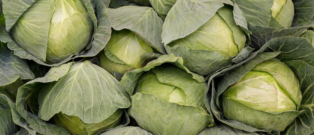 Cabbage volume sales have grown by 10.4 per cent over the last year, while dollar sales have remained flat, reflecting a drop in prices.