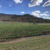 Windolf Farms, one of Queensland's leading vegetable-growing operations.