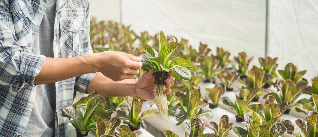 As part of the Horticulture 90-Day Project, the Department of Treasury is seeking input from growers to identify the regulatory areas affecting this sector.