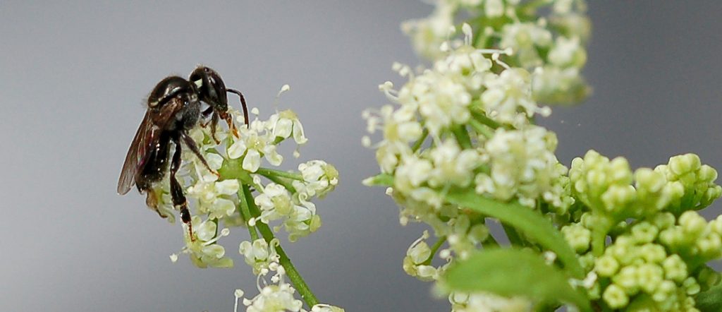 This survey aims to help a research team understand horticultural pollination needs and current pest management practices which could affect pollinators.