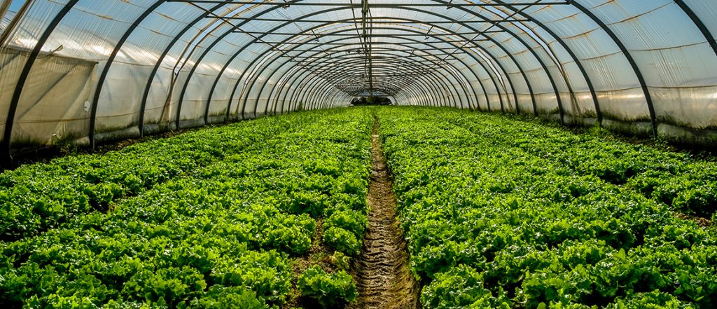 ABARES has forecast an overall increase in the gross value of production for the Australian vegetable industry in 2018-19, rising to $3.9 billion.