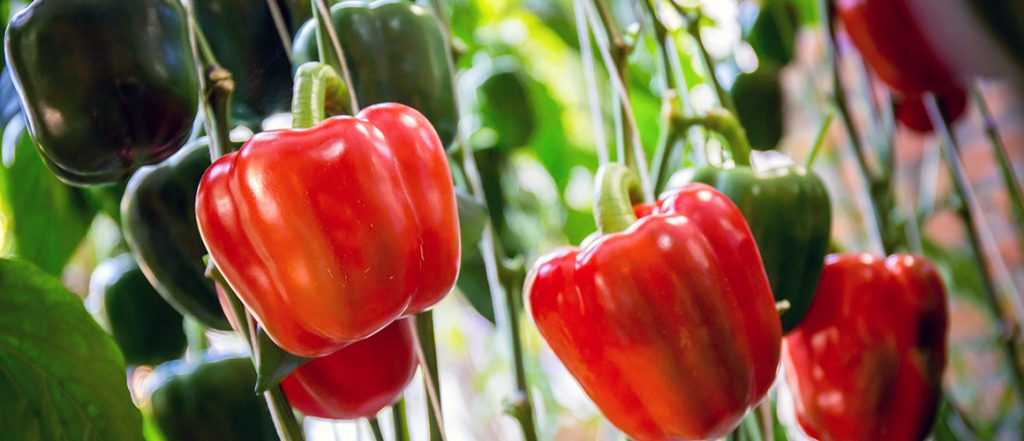 Research update: Internal rot in Aussie capsicums and chillies
