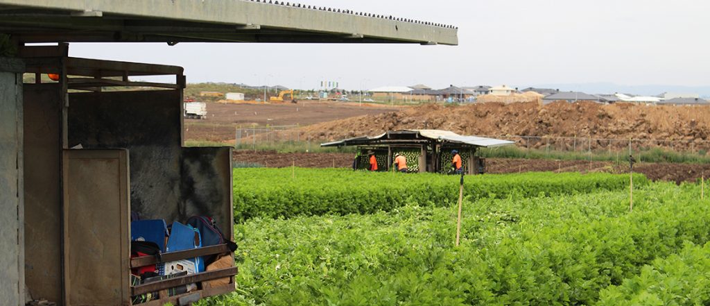 This project investigating the importance of food production on Melbourne’s fringe has found that uncertainty is threatening the long-term future of peri-urban farming.