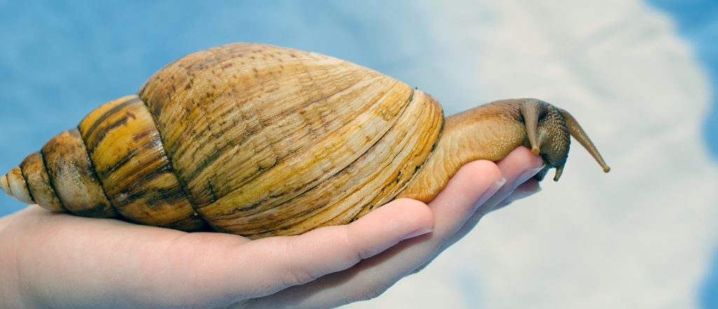 Biosecurity officers intercepted eight giant African snails during a routine baggage inspection at Perth International Airport earlier this month.
