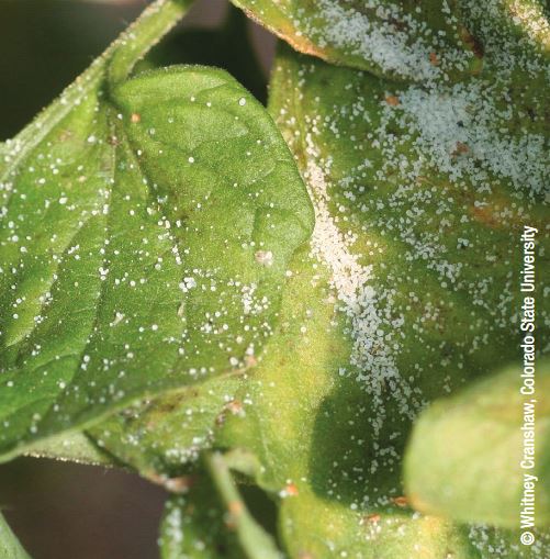 This factsheet discusses how to identify tomato potato psyllid, its signs and symptoms and how to protect your property.