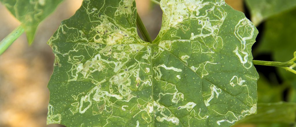 cesar australia has published an update on researchers' work investigating vegetable leafminer in Far North Queensland, including exciting findings about parasitoid wasp populations.