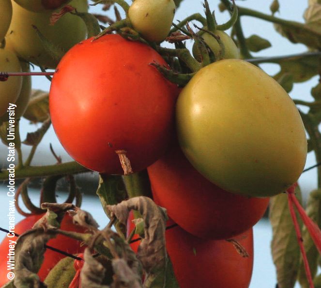 This factsheet covers the preliminary results of research and development undertaken to help the industry manage tomato potato psyllid.