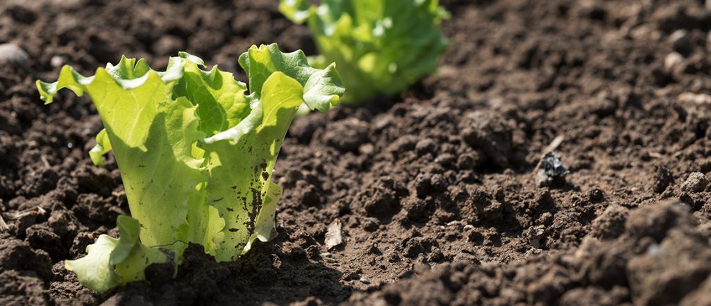 This workshop is free for levy-payers and is a valuable opportunity to learn more about how to manage soilborne disease on your growing operation.