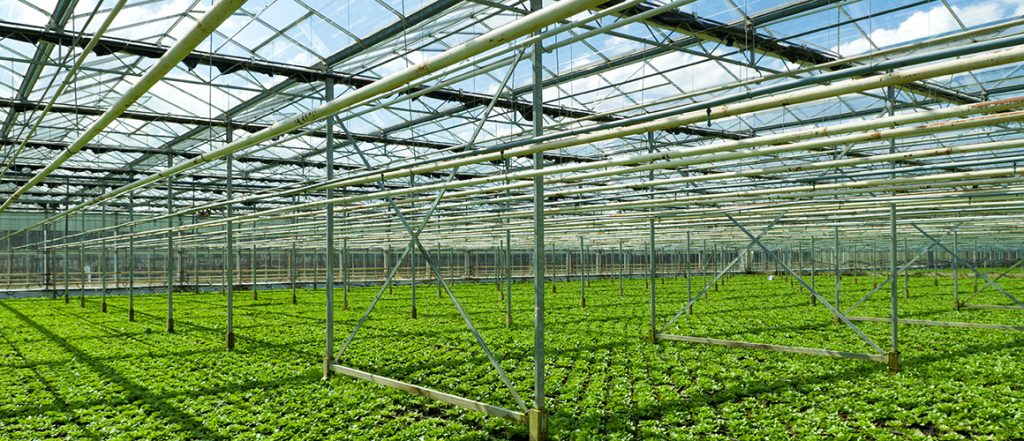 Survey: Investigating water use and water savings technology in the Australian greenhouse industry