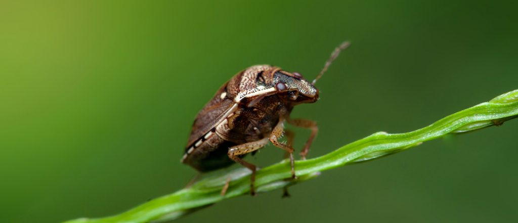 Seasonal import measures are implemented to manage the risk of Brown marmorated stink bug during the high-risk season.