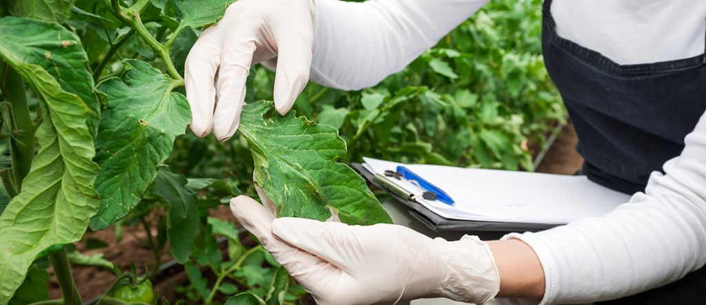 The 2019 Science and Innovation Awards offer grants of up to $22,000 for research benefitting primary industries, including biosecurity research.
