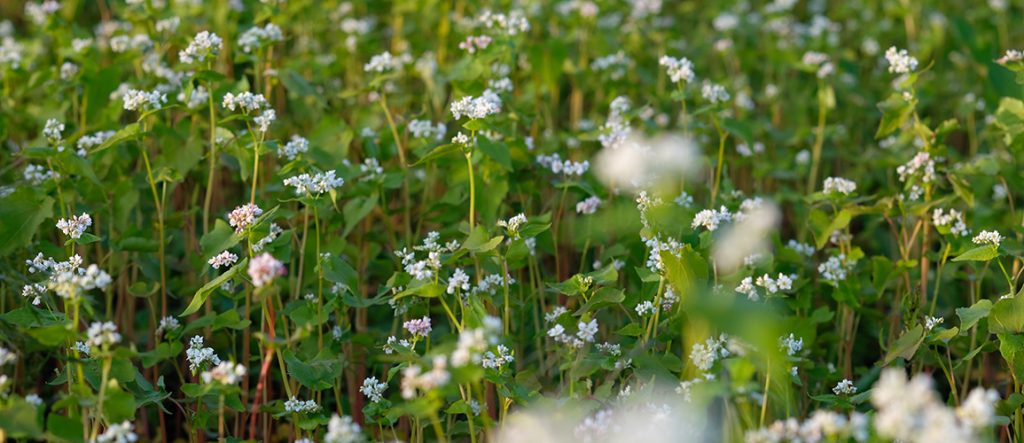This levy-funded video provides guidance on sowing, management, and termination of buckwheat as a cover crop, which offers advantages like quick residue breakdown.