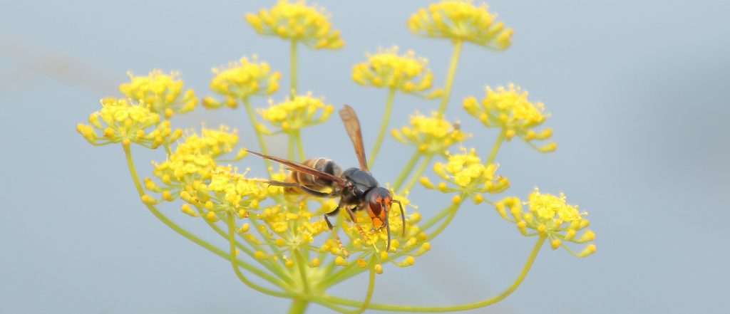 The Department of Agriculture and Water Resources is funding enhancements to the National Bee Pest Surveillance Program through the Agricultural Competitiveness White Paper.