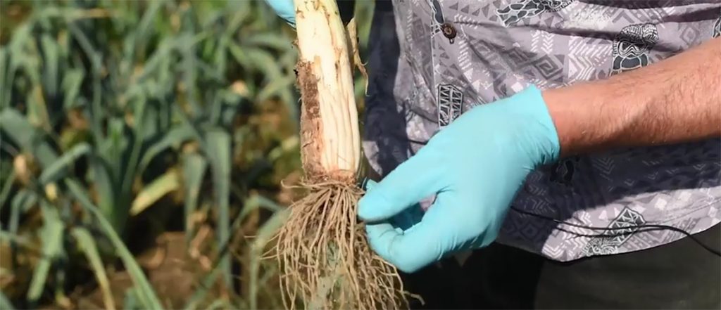 This brief video discusses the identification, causes and management of basal plate rot in leeks, including fertiliser options and practice changes.