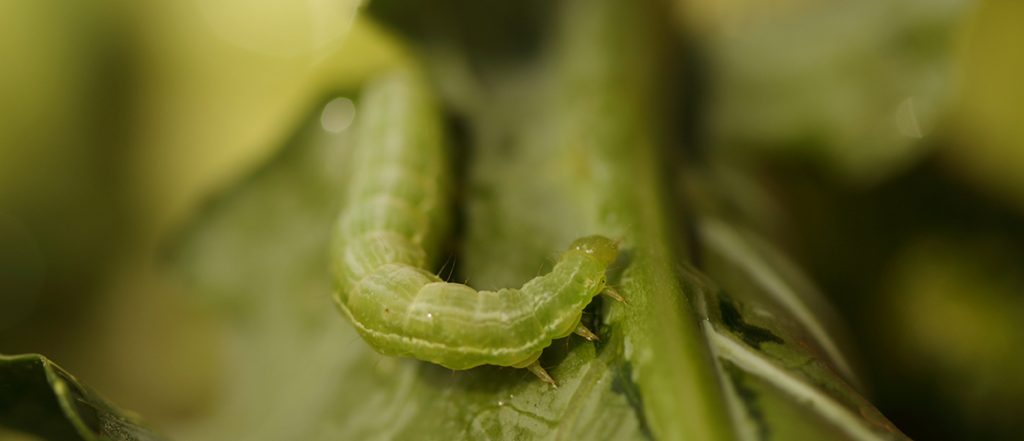 The registration for the control of DBM larvae in brassica vegetables and brassica leafy vegetables is in addition to existing sucking pests on the label.