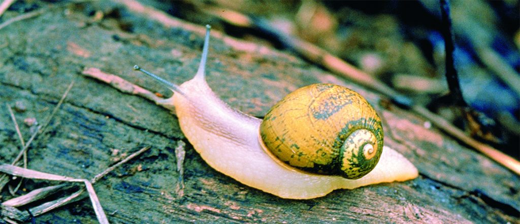 AgNova launches new slug and snail bait