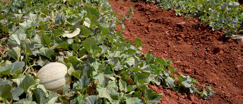 This report presents findings around the suspected cause of the outbreak and post-outbreak controls implemented by the source farm, and gives recommendations for growers.