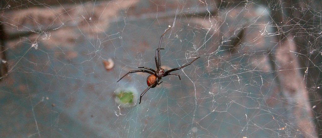 A new levy-funded resource produced by AHR looks at the risks of redback spider contamination of broccoli and offers risk management strategies.