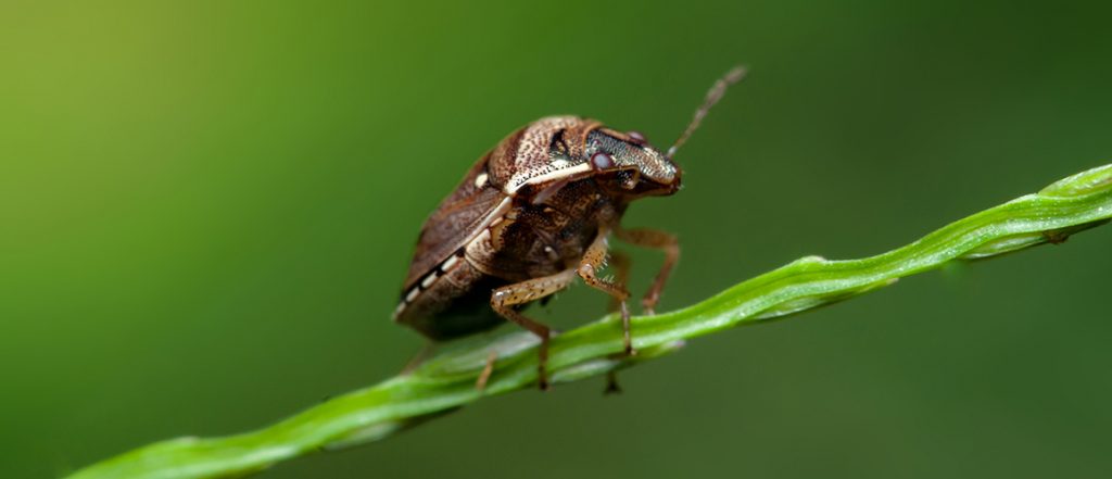 Agriculture Victoria is responding to a detection of brown marmorated stink bug in a Dandenong South warehouse.