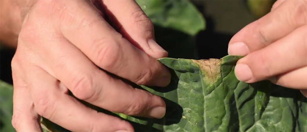 Learn more about the identification, causes and management of black rot in brassicas in this video with Dr Len Tesoriero.