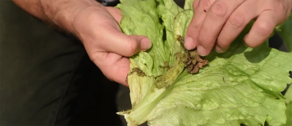 This video from the levy-funded Soil Wealth and ICP projects discusses the identification, causes and management of bottom rot.
