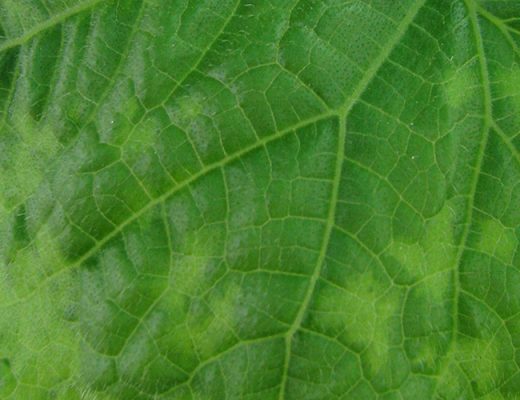 Update: suspension of fresh cucurbit trade from Queensland to New Zealand