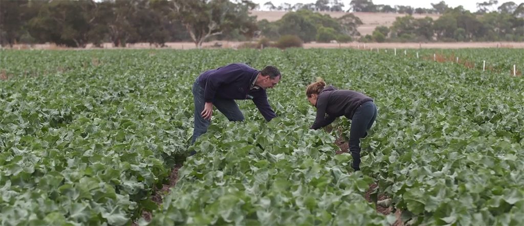 AUSVEG SA has been working with IPM Technologies to run a training program supporting growers and advisors to implement IPM production systems. Learn more here.