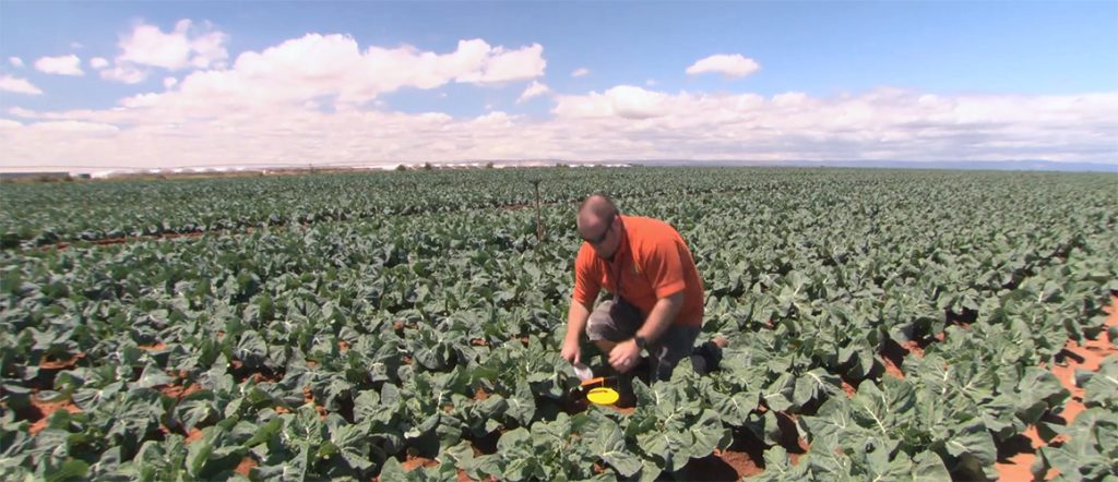 Learn about the positive impacts of Integrated Pest Management in this video from AUSVEG SA's levy-funded project helping local growers.