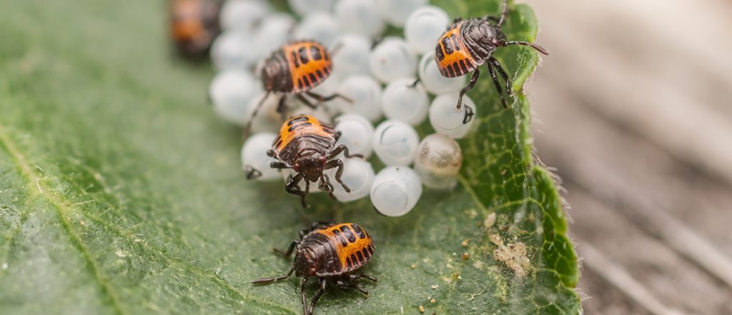 Find out more about BMSB, how to identify this pest and what Agriculture Victoria is doing to respond to recent detections with this informative infosheet.