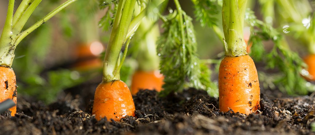 This fact sheet documents the findings from a grower-led demonstration where calcium cyanamide (CaCN2) was applied as a wax coated fertiliser prior to a carrot crop in Western Australia in 2017.
