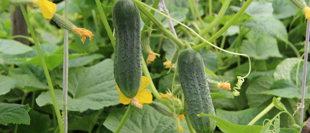 Commercial Greenhouse Cucumber Production 2019